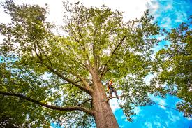 Leaf Removal in Blaine, TN